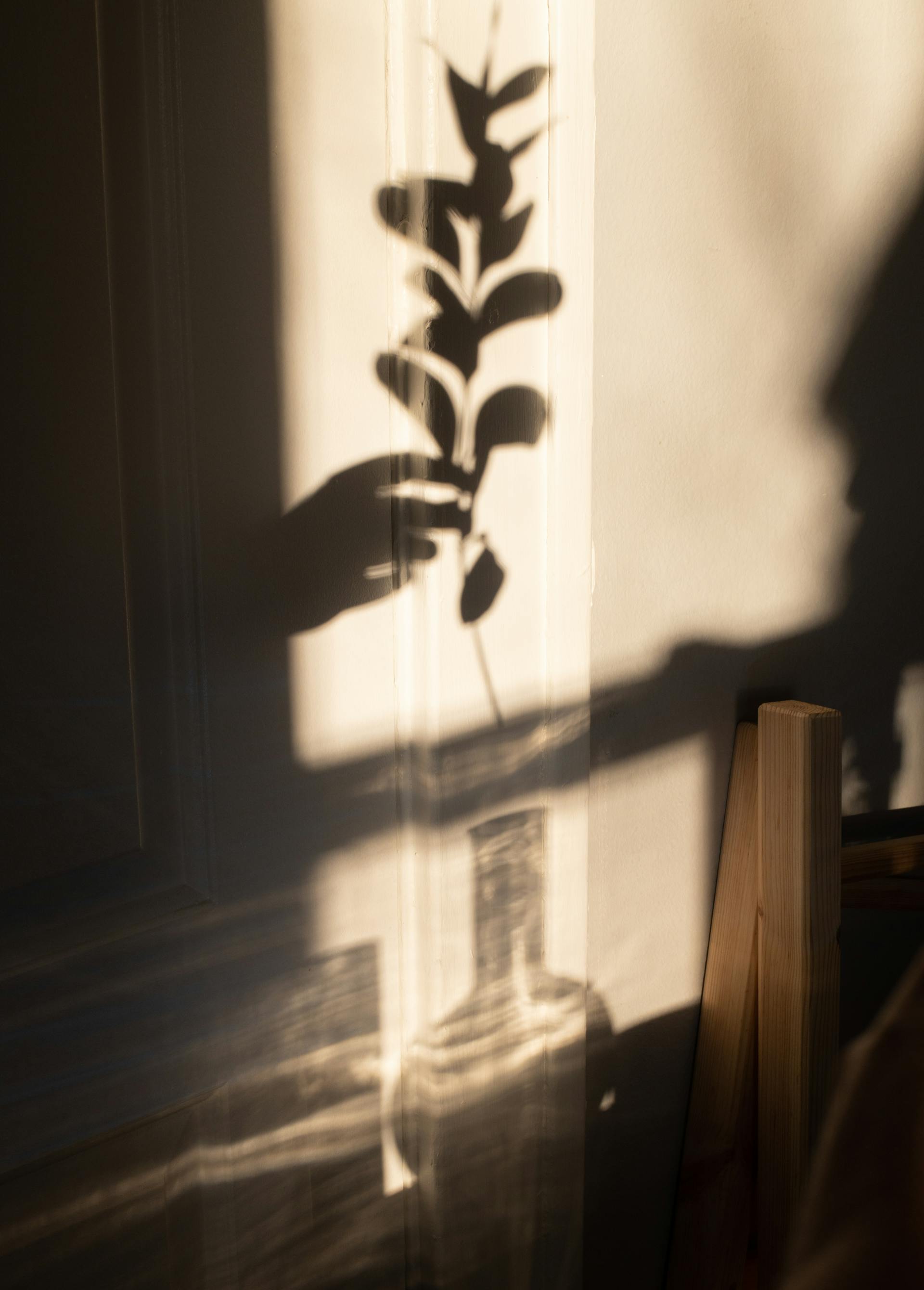 Hand hält Pflanze, Schatten auf beiger Wand im warmen Licht